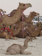 Camel spotting in UAE