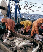 Saving Fish Stocks