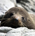 Safe Haven for Seals