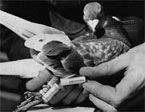 NZ Scientists Solve Pigeon Puzzle