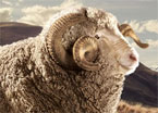 In Sheep Code