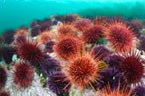 Sea Urchin Reef Concert