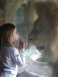 Hungry Lion Fascinates Toddler