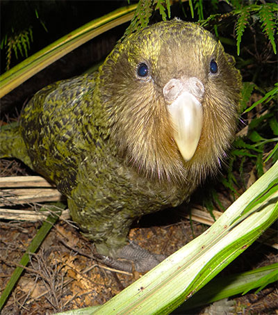 Kakapo Genome Sequencing a Whole Lot of Help