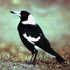 Put Another Bird on the Bar