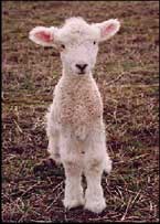 Lamb-blasted