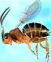 Trickster Wasp