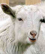 Goats the New Carrot