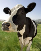 Auckland’s Happy Herd