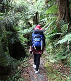 Amidst grottos of fern