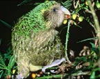 Kakapo Comeback