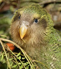 Kakapo Star in Rat Island