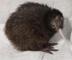 Kiwi Hatched in US