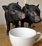 Small Surprises At the Zoo