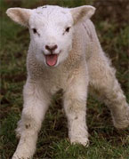 From Lush Pasturelands