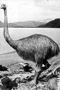 New Zealand Scientists Find out More About Moa