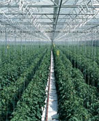 Trail-blazing Tomatoes